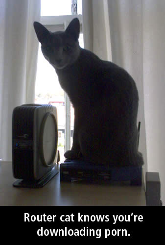 router_cat.jpg